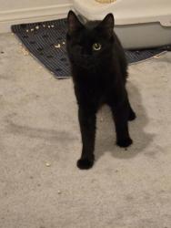 Found/Stray Female Cat last seen Hualapai and Sunset Rd, Spring Valley, NV 89148