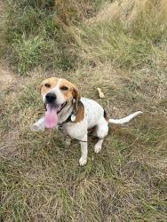 Lost Female Dog last seen NE Jenny Creek Rd and NE 389th St, Woodland, Washington, Woodland, WA 98674
