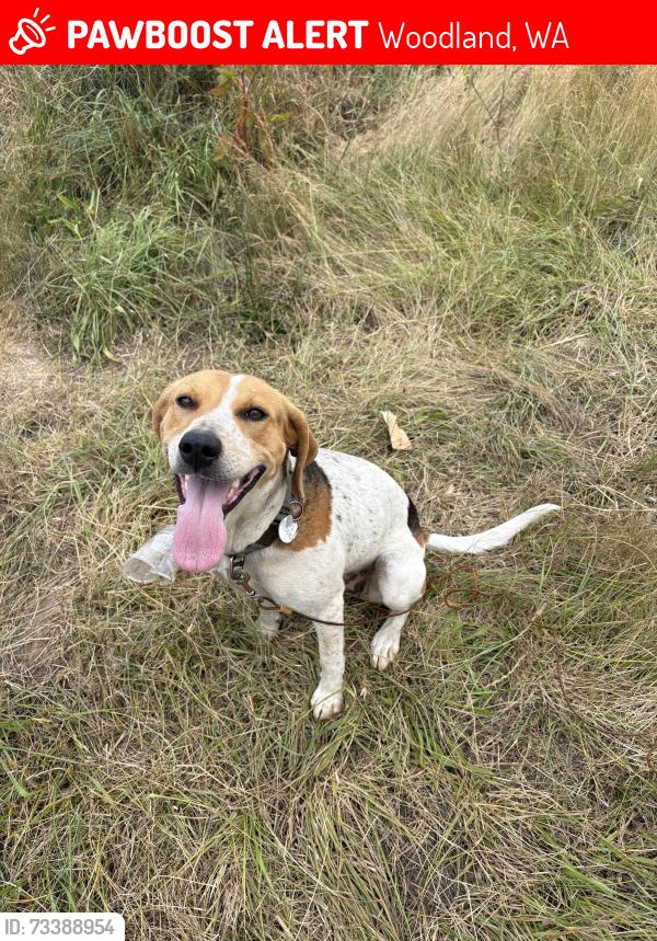Lost Female Dog last seen NE Jenny Creek Rd and NE 389th St, Woodland, Washington, Woodland, WA 98674