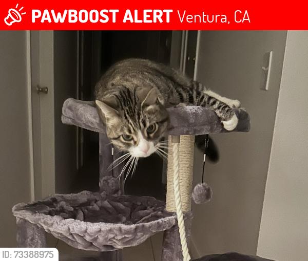 Lost Male Cat last seen Lemur St, Ventura, CA 93003