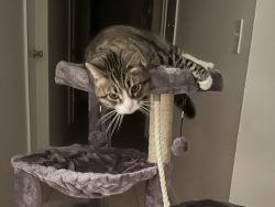 Lost Male Cat last seen Lemur St, Ventura, CA 93003