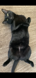 Lost Female Cat last seen Highway 16 and Floating Feather Rd, Eagle, ID 83616