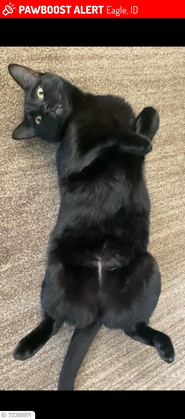 Lost Female Cat last seen Highway 16 and Floating Feather Rd, Eagle, ID 83616