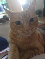 Lost Female Cat last seen Volcon and Unser, Albuquerque, NM 87120