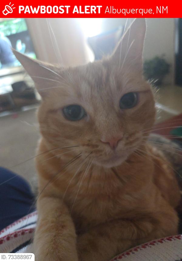 Lost Female Cat last seen Volcon and Unser, Albuquerque, NM 87120