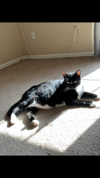Reunited Female Cat last seen Spartanburg Southside area, Spartanburg, SC 29306