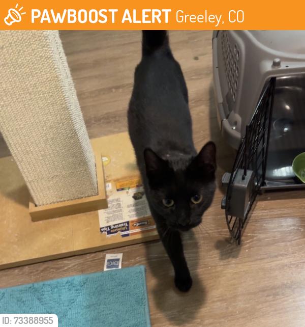 Found/Stray Unknown Cat last seen Culver's on w 29th st and w 35th ave, Greeley, CO 80634