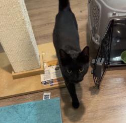 Found/Stray Unknown Cat last seen Culver's on w 29th st and w 35th ave, Greeley, CO 80634