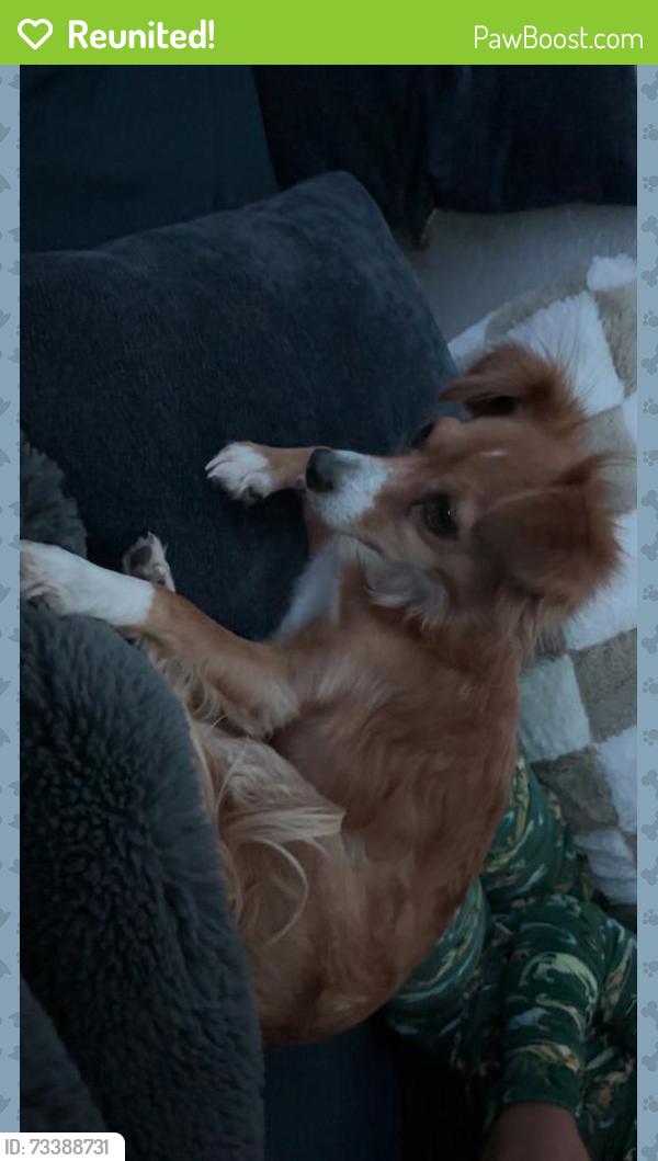 Reunited Female Dog last seen Near troth elementary, Jurupa Valley, CA 91752