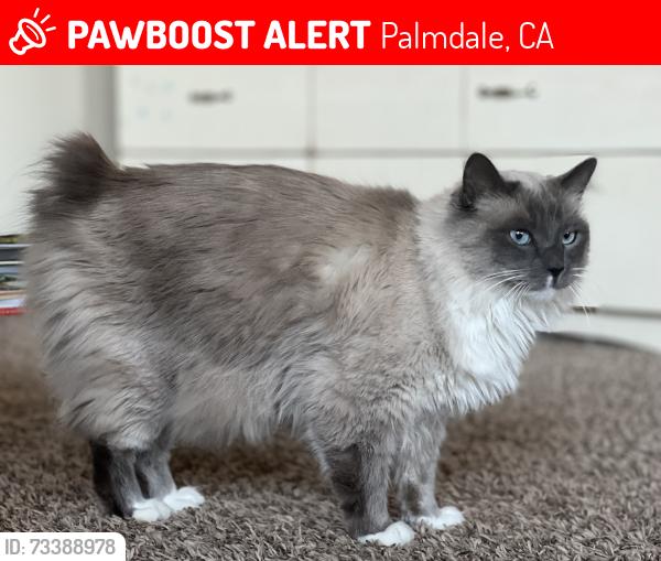 Lost Female Cat last seen Behind the Albertson’s on Tierra Subida, Palmdale, CA 93551