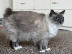 Lost Female Cat last seen Behind the Albertson’s on Tierra Subida, Palmdale, CA 93551
