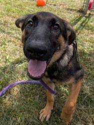 Shelter Stray Female Dog last seen Elrino St & Bessemer Ave, 21224, MD, 2490 Giles Rd, Baltimore, MD 21225, USA
