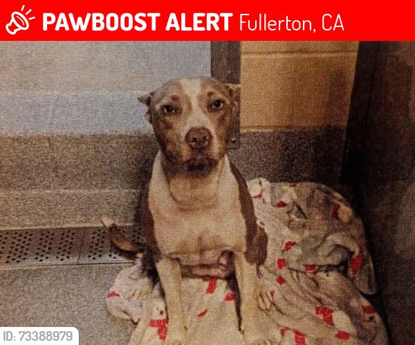 Lost Female Dog last seen Dollar tree on brookhurst and orangethorpe, Fullerton, CA 92832