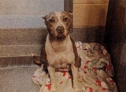 Lost Female Dog last seen Dollar tree on brookhurst and orangethorpe, Fullerton, CA 92832