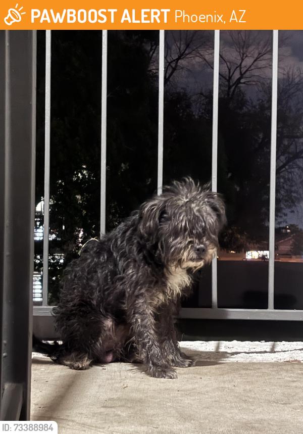 Found/Stray Unknown Dog last seen 41st Ave and glendale Ave, Phoenix, AZ 85051