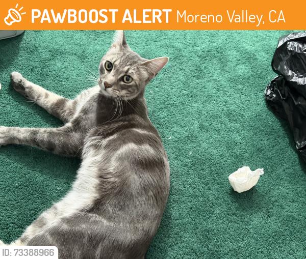 Found/Stray Male Cat last seen Sunnymead and Heacock, Moreno Valley, CA 92553