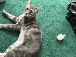 Found/Stray Male Cat last seen Sunnymead and Heacock, Moreno Valley, CA 92553