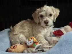 Lost Male Dog last seen W Leland Rd, Pittsburg, CA 94565