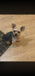 Lost Female Dog last seen S. 166th street and 37th Ave South, SeaTac, WA 98188