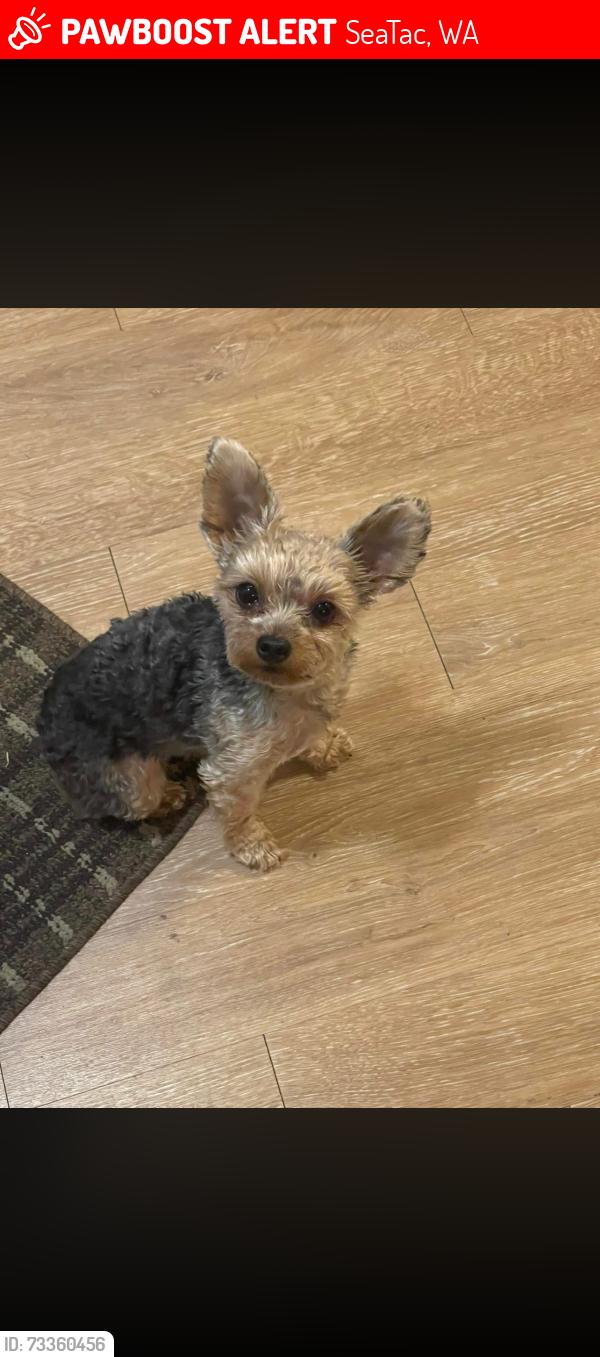 Lost Female Dog last seen S. 166th street and 37th Ave South, SeaTac, WA 98188
