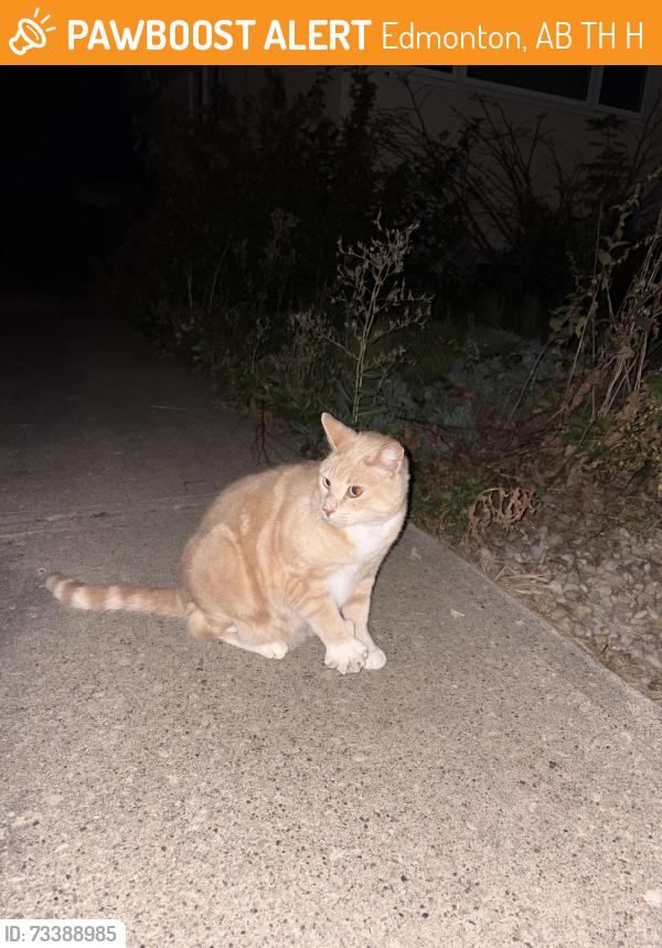 Found/Stray Unknown Cat last seen Near Ave Nw, Edmonton, AB T6H 1H8