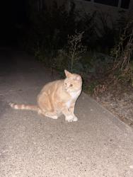 Found/Stray Unknown Cat last seen Near Ave Nw, Edmonton, AB T6H 1H8