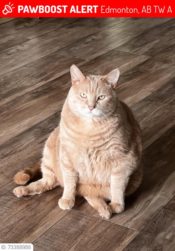 Lost Male Cat last seen Ellerslie Road SW, Rabbit hill road and Jadger Ridge gold course, Edmonton, AB T6W 1A4