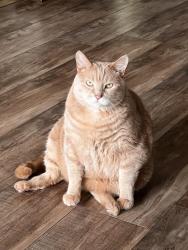 Lost Male Cat last seen Ellerslie Road SW, Rabbit hill road and Jadger Ridge gold course, Edmonton, AB T6W 1A4