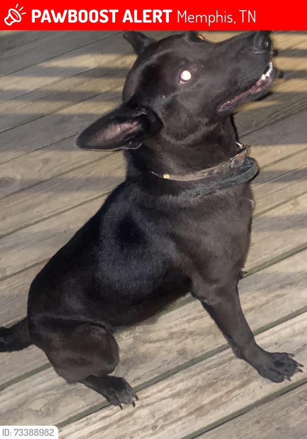 Lost Male Dog last seen Near Bittercreek Dr, Memphis, TN 38127
