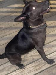 Lost Male Dog last seen Near Bittercreek Dr, Memphis, TN 38127