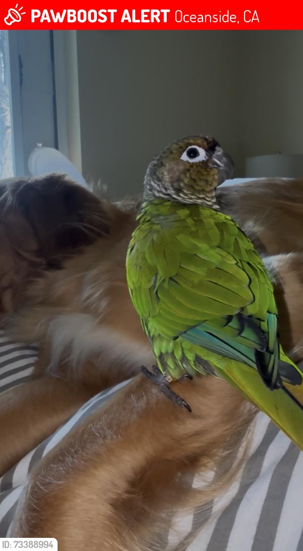 Lost Unknown Bird last seen Oceanside, Oceanside, CA 92058
