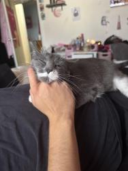 Lost Female Cat last seen Smith ave nampa, Nampa, ID 83651