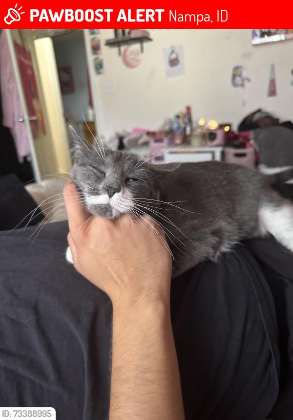 Lost Female Cat last seen Smith ave nampa, Nampa, ID 83651