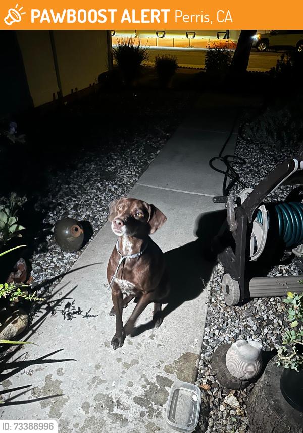 Found/Stray Male Dog last seen Redlands and Perris blvd, Perris, CA 92571