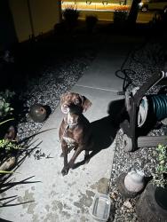Found/Stray Male Dog last seen Redlands and Perris blvd, Perris, CA 92571