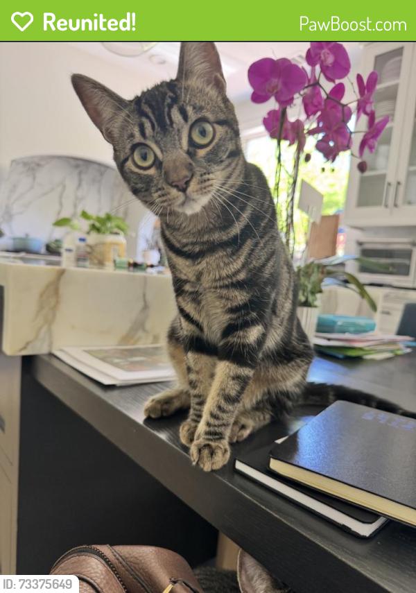 Reunited Female Cat last seen Bird Avenue, San Jose, CA 95125