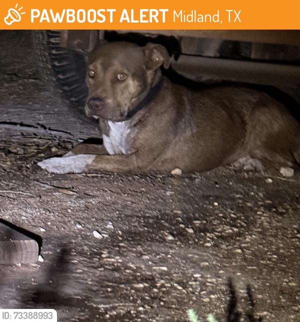 Found/Stray Unknown Dog last seen Garfield and Francis, Midland, TX 79701