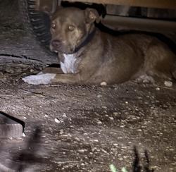 Found/Stray Unknown Dog last seen Garfield and Francis, Midland, TX 79701