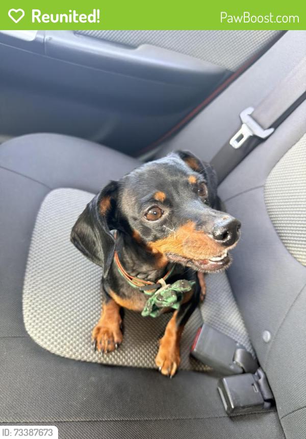 Reunited Female Dog last seen boswell meadows dr, Fort Worth, TX 76179