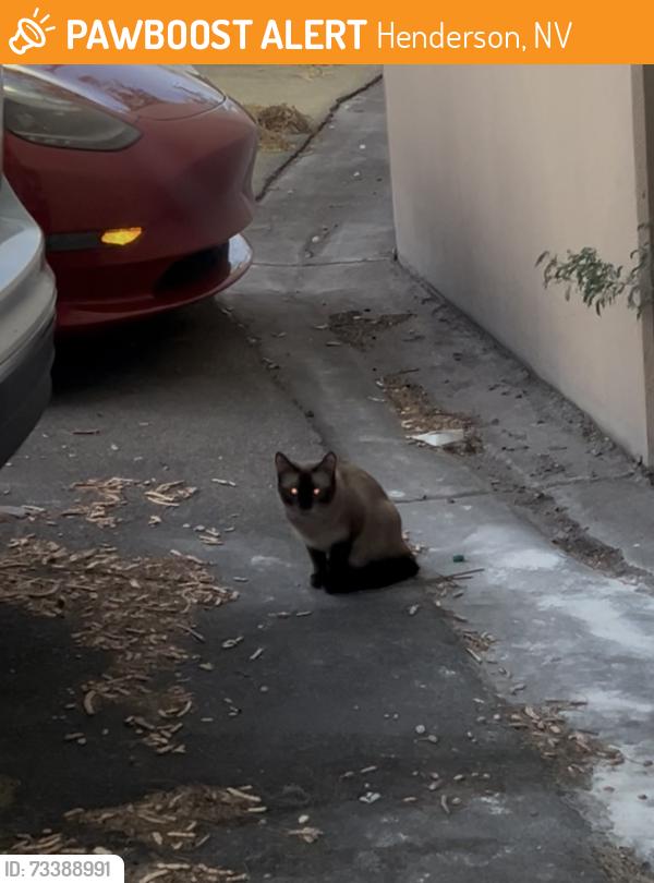 Found/Stray Unknown Cat last seen Warm Springs / Gibson, Henderson, NV 89014