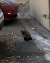 Found/Stray Unknown Cat last seen Warm Springs / Gibson, Henderson, NV 89014