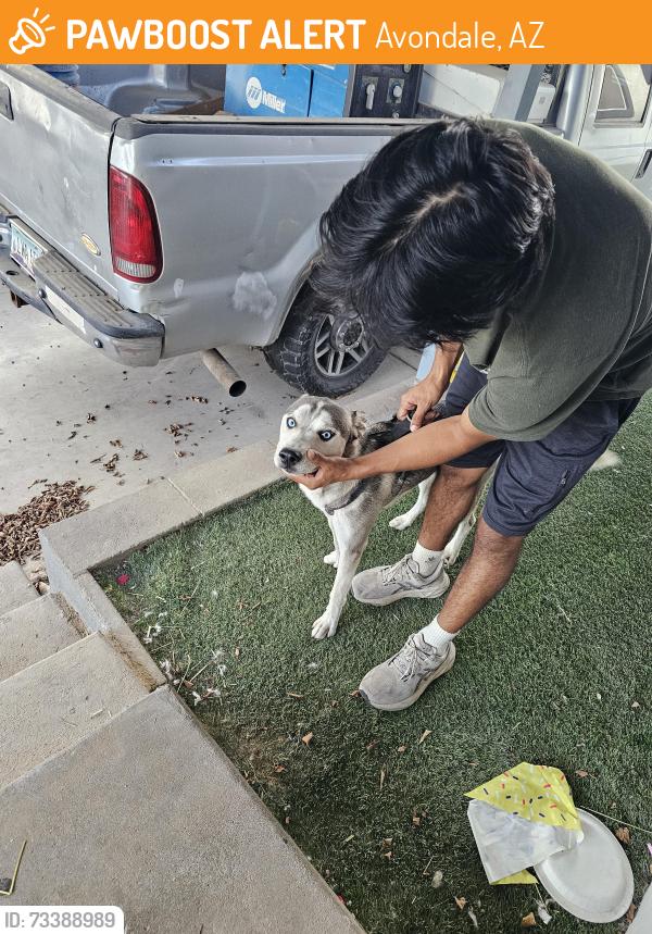 Found/Stray Male Dog last seen Dysart and Buckeye, Avondale, AZ 85323