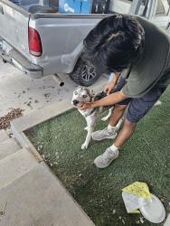 Found/Stray Male Dog last seen Dysart and Buckeye, Avondale, AZ 85323