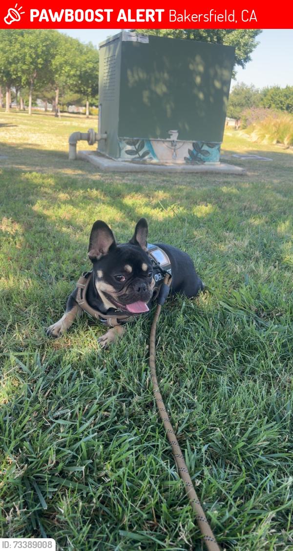 Lost Male Dog last seen Q st, Bakersfield, CA 93301
