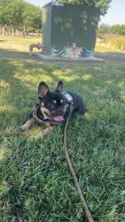 Lost Male Dog last seen Q st, Bakersfield, CA 93301