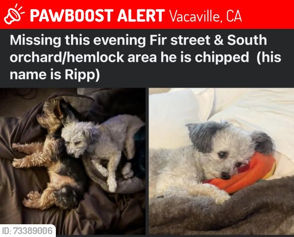 Lost Male Dog last seen Fir street, Vacaville, CA 95688