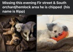 Lost Male Dog last seen Fir street, Vacaville, CA 95688