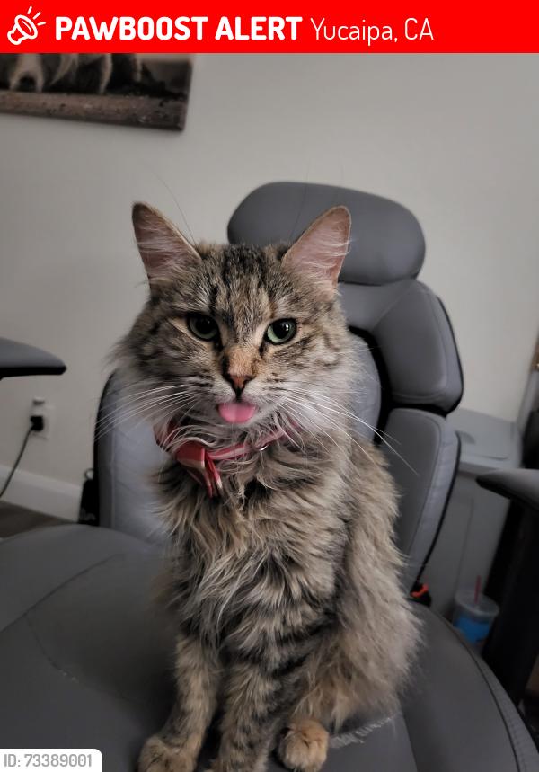 Lost Female Cat last seen Penrose Ln.- Lantana Ave- Douglas, Yucaipa, CA 92399