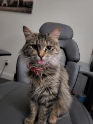 Lost Female Cat last seen Penrose Ln.- Lantana Ave- Douglas, Yucaipa, CA 92399