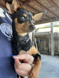 Found/Stray Male Dog last seen Buena Vista, Hollister, CA 95023